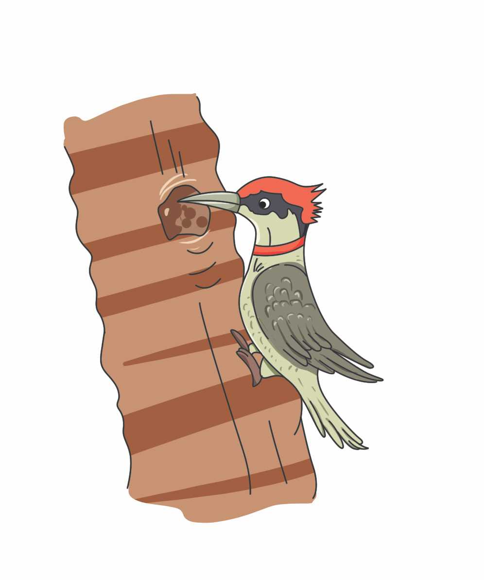 vector  Woodpecker