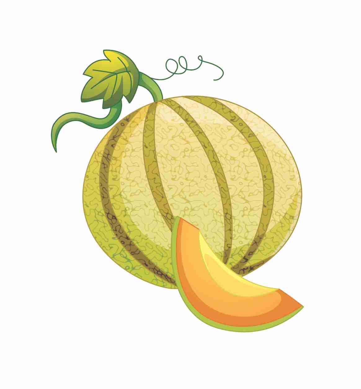 vector  Melon
